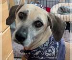 Small #3 Black Mouth Cur Mix