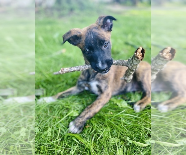 Medium Photo #1 Belgian Malinois-Dutch Shepherd Dog Mix Puppy For Sale in MONCLOVA, OH, USA