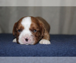 Small #3 Cavalier King Charles Spaniel