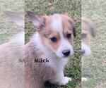 Small Photo #5 Pembroke Welsh Corgi Puppy For Sale in BEULAVILLE, NC, USA