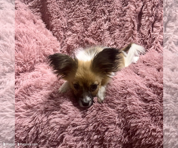 Medium Photo #2 Papillon Puppy For Sale in BELTON, MO, USA
