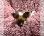 Small #1 Papillon