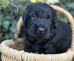 Puppy Korban Black Russian Terrier