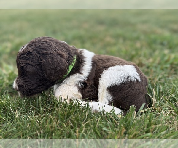 Medium Photo #52 Goldendoodle Puppy For Sale in HOWARD CITY, MI, USA