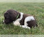 Small Photo #52 Goldendoodle Puppy For Sale in HOWARD CITY, MI, USA