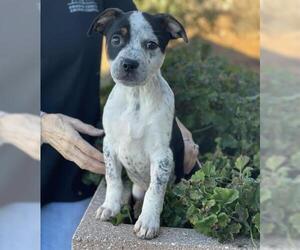 Texas Heeler-Unknown Mix Dogs for adoption in Jackson, CA, USA