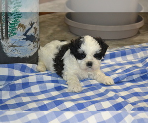 Medium Shih Tzu-Zuchon Mix