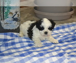 Puppy Kelp Shih Tzu-Zuchon Mix