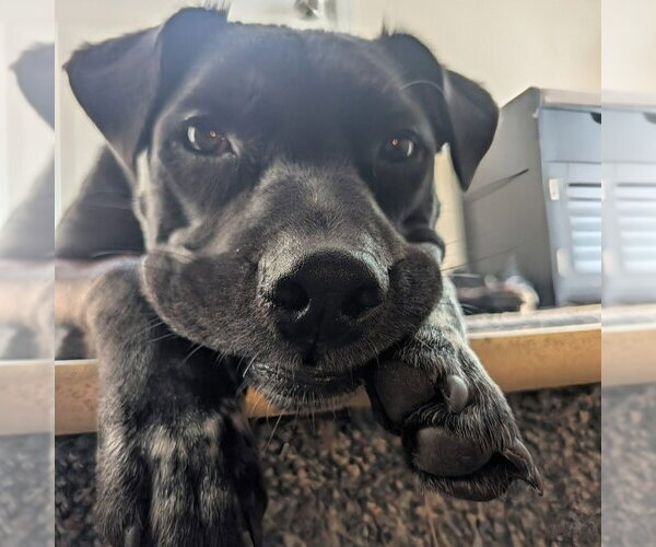 Medium Photo #5 American Staffordshire Terrier-Unknown Mix Puppy For Sale in Minneapolis, MN, USA
