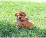 Claudia - Female Labrador Retriever Puppy for Sale - Photo #3