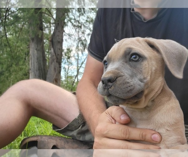 Medium Photo #3 Cane Corso Puppy For Sale in BELLINGHAM, WA, USA