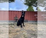Small Photo #68 German Shepherd Dog Puppy For Sale in HAYWARD, CA, USA