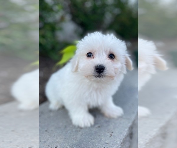 Medium Photo #5 Coton de Tulear-Poodle (Toy) Mix Puppy For Sale in CANOGA, NY, USA