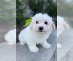 Small #4 Coton de Tulear-Poodle (Toy) Mix
