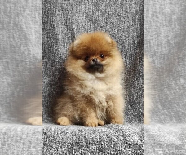 Medium Photo #3 Pomeranian Puppy For Sale in SUNNY ISL BCH, FL, USA