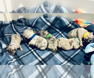 French Bulldog Puppy for Sale in FAYETTEVILLE, North Carolina USA