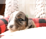 Small Photo #3 Aussiedoodle Miniature  Puppy For Sale in STAFFORD, VA, USA