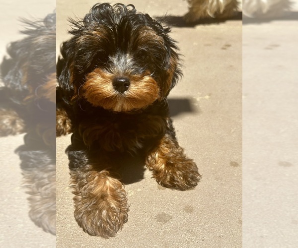 Medium Photo #1 YorkiePoo Puppy For Sale in SACRAMENTO, CA, USA