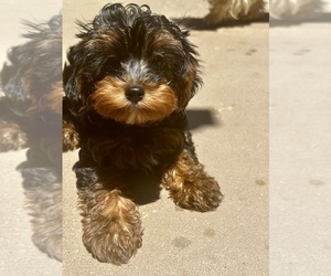 YorkiePoo Puppy for sale in SACRAMENTO, CA, USA