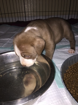 Medium Photo #1 American Bully-American Pit Bull Terrier Mix Puppy For Sale in COUNTRY CLUB HILLS, MO, USA