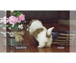 Small Photo #4 Shih Tzu Puppy For Sale in CLARE, MI, USA
