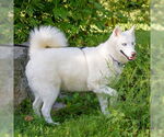 Small #1 Siberian Husky