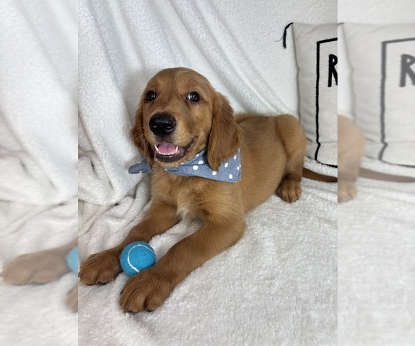 Medium Photo #5 Golden Retriever Puppy For Sale in GREENFIELD, IN, USA