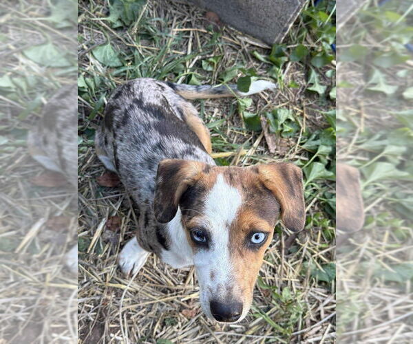 Medium Photo #2 Australian Shepherd-Unknown Mix Puppy For Sale in Aurora, IN, USA