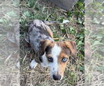 Small #1 Australian Shepherd Mix
