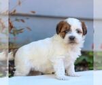 Small #1 ShihPoo