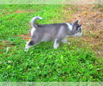 Small Photo #4 Siberian Husky Puppy For Sale in SHILOH, OH, USA