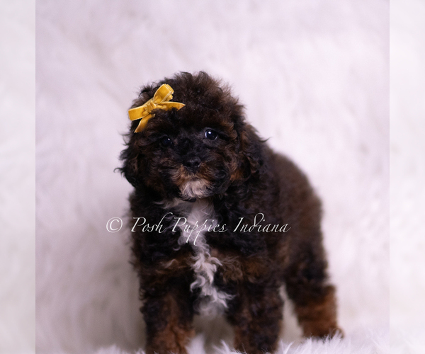 Medium Photo #4 Poodle (Toy) Puppy For Sale in WARSAW, IN, USA