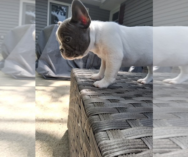 Medium Photo #37 French Bulldog Puppy For Sale in ASHLAND, OH, USA
