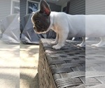 Small #4 French Bulldog