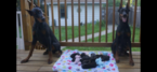 Small Photo #6 Doberman Pinscher Puppy For Sale in BROOKLYN, NY, USA