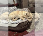 Small Photo #2 Jack Chi Puppy For Sale in Princeton, MN, USA