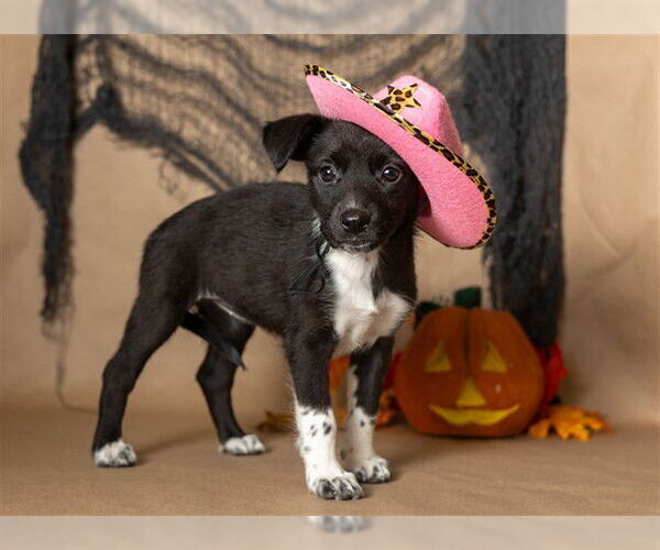 Medium Photo #1 Border Collie-Unknown Mix Puppy For Sale in Ames, IA, USA