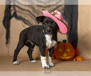 Border Collie-Unknown Mix Dogs for adoption in Ames, IA, USA