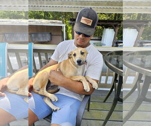 Boxer Dogs for adoption in Thomasville, NC, USA
