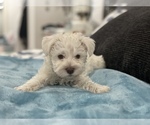 Small Photo #2 Schnauzer (Miniature) Puppy For Sale in RICHLAND, WA, USA
