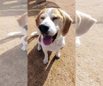Small #4 Beagle