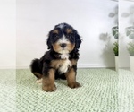 Chucky - Male Bernedoodle (Miniature) Puppy for Sale - Small photo