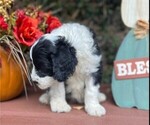 Small Photo #7 Sheepadoodle Puppy For Sale in HUNTINGTON BEACH, CA, USA