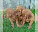 Small Photo #2 Golden Irish Puppy For Sale in BLAIN, PA, USA