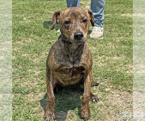 Medium Photo #1 Mutt Puppy For Sale in Washington, DC, USA