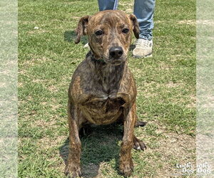 Mutt Dogs for adoption in Washington, DC, USA
