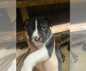 American Pit Bull Terrier-Siberian Husky Mix Puppy for sale in AMBRIDGE, PA, USA