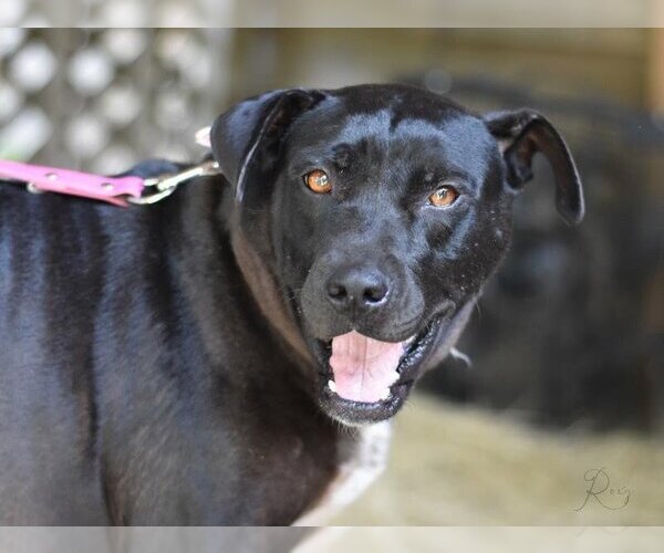 Medium Photo #4 American Pit Bull Terrier-Labrador Retriever Mix Puppy For Sale in Brewster, NY, USA