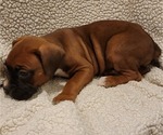 Small Photo #3 Boxer Puppy For Sale in JOLIET, IL, USA