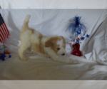 Small Photo #20 Poodle (Standard) Puppy For Sale in INDEPENDENCE, MO, USA